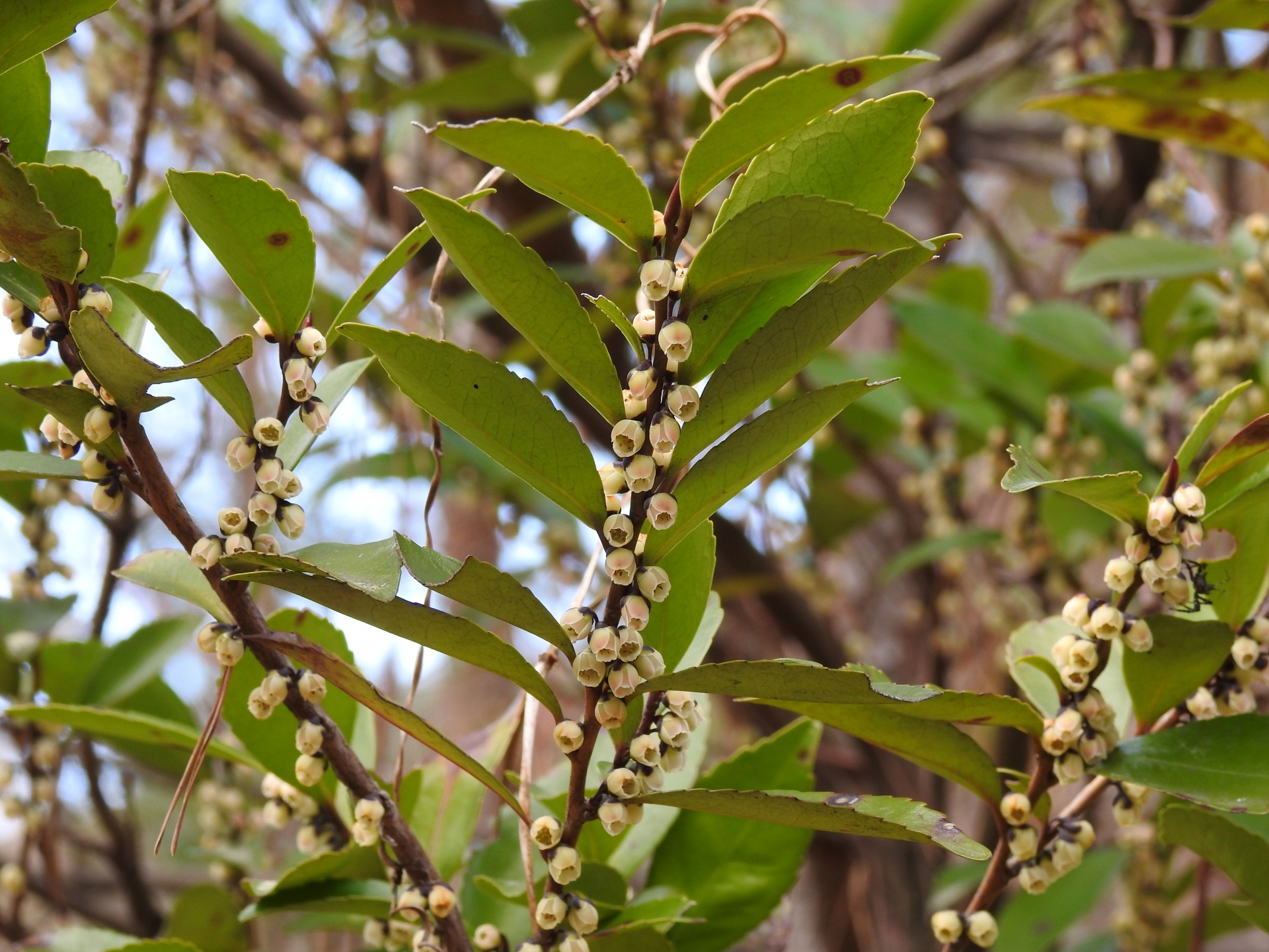 ヒサカキとは？榊（サカキ）との見分け方などの特徴や利用法を紹介！のイメージ