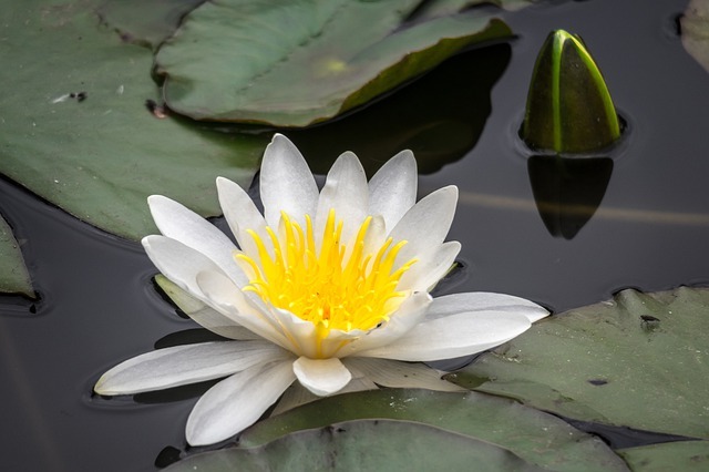 ヒツジグサ(未草)とは?特徴やスイレンとの違い・見分け方をご紹介!