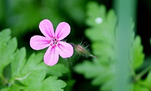 ヒメフウロ（姫風露）とは？特徴や生息地をご紹介！開花時期はいつ？