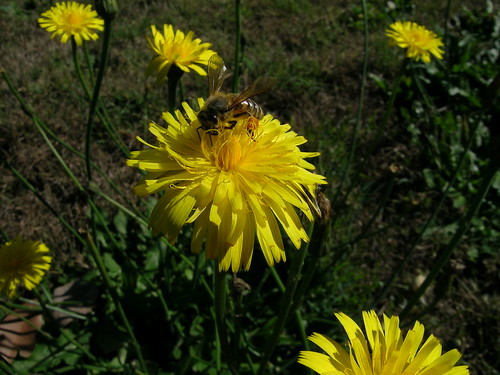 ブタナ(豚菜)とは?名前の由来やタンポポとの違いなど特徴をご紹介!