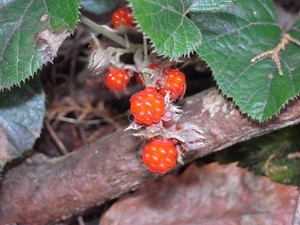 フユイチゴ（冬苺）とは？特徴・生息地・見分け方から食べ方までご紹介！