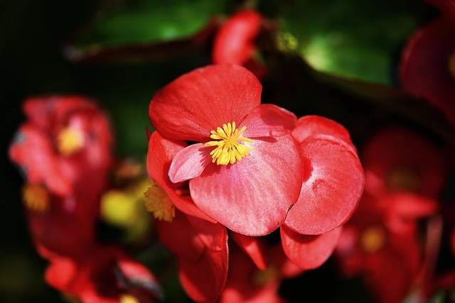 ベゴニアの育て方!置き場所など管理のコツや相性の良い寄せ植えは?のイメージ