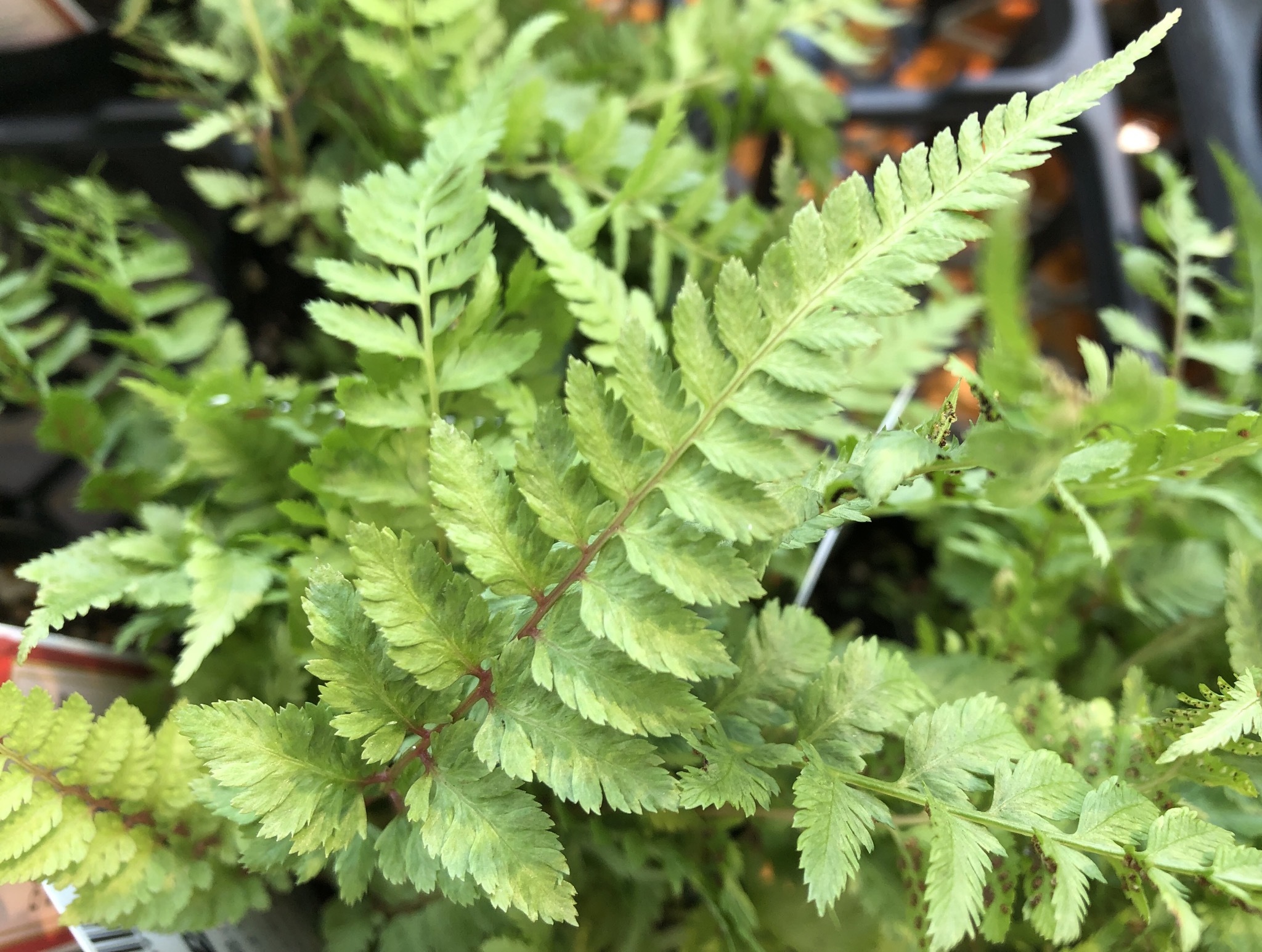ベニシダとは?常緑シダ植物としての特徴や育て方をご紹介!のイメージ