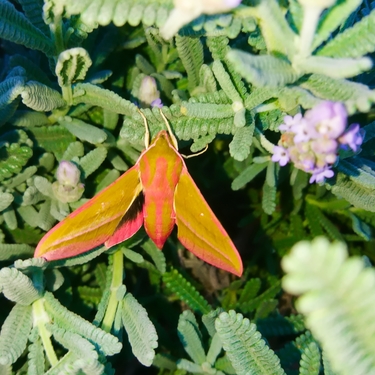 ベニスズメとは？害虫？幼虫・成虫それぞれの特徴や生体を解説！