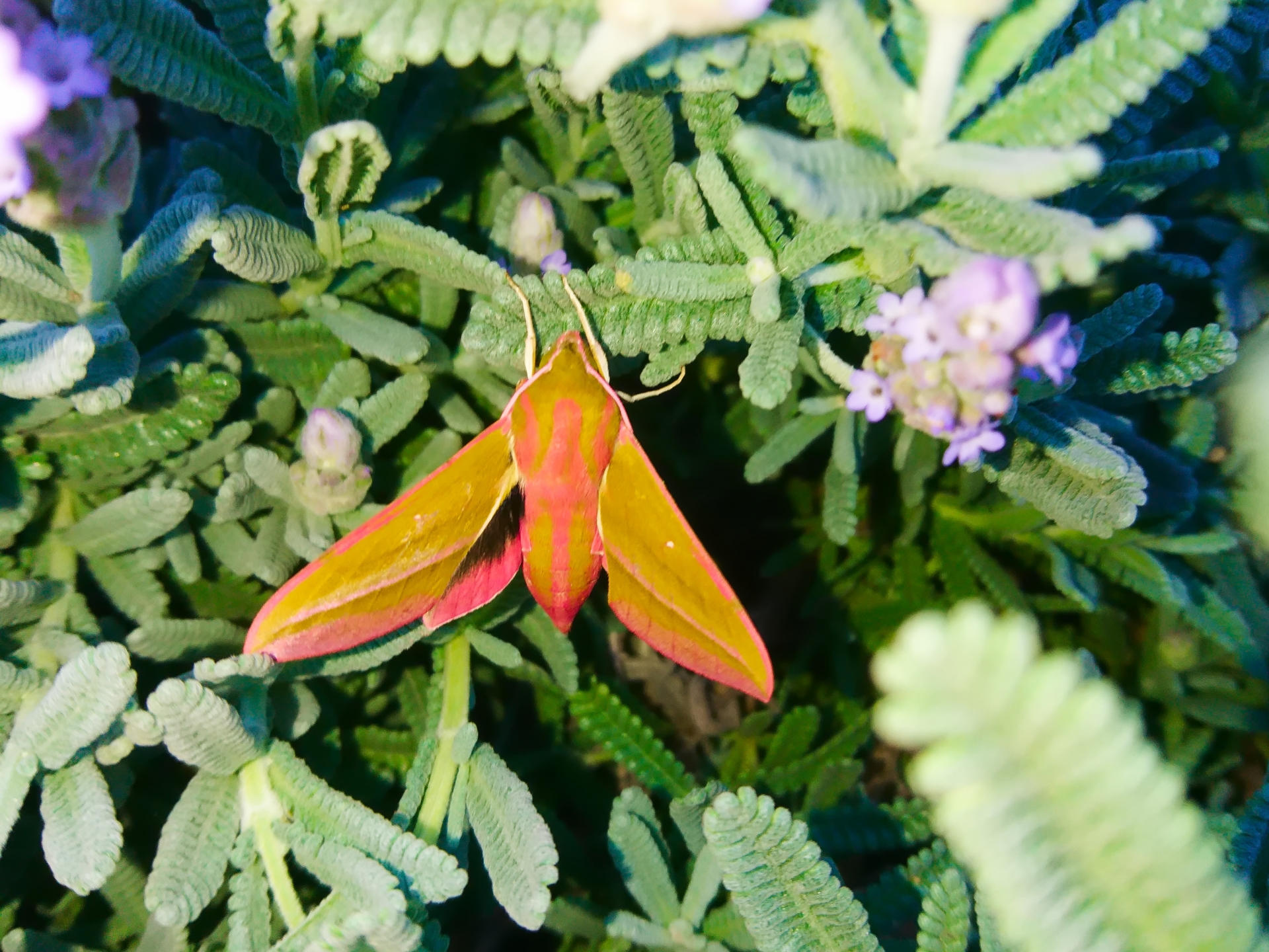 ベニスズメとは?害虫?幼虫・成虫それぞれの特徴や生体を解説!