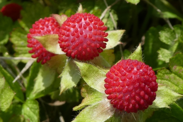 ヘビイチゴ(蛇苺)とは?蛇は食べる?その特徴や毒性と味や食べ方は?のイメージ
