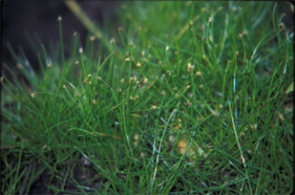 マツバイとは?雑草としての特徴・生態や駆除方法をご紹介!