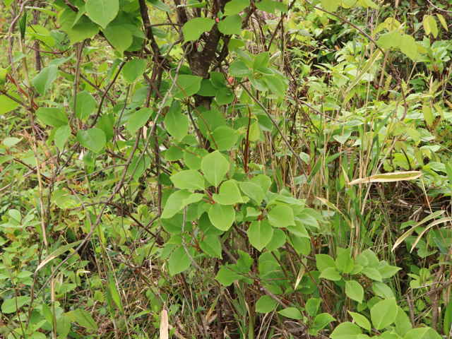 マツブサとは?植物としての特徴や生態をご紹介!