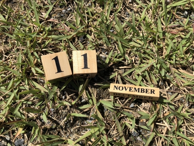 11月に植える・植えられる野菜6選!秋植えでも育てやすい野菜は?