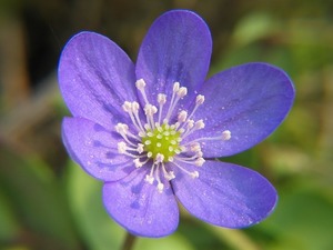 2月の花といえば？2月に咲く・咲いている花12種の特徴と花言葉を紹介！