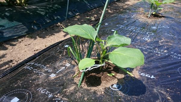 4月に植えるべき野菜35選!家庭で種・苗から育てやすい春撒き野菜は?のイメージ