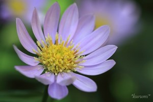 5月の花といえば？5月に咲く・咲いている花20種の特徴や花言葉を紹介！