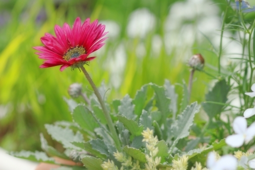 アークトチス・グランディスの育て方!その特徴から増やし方まで解説!