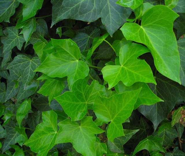 アイビーの育て方!冬場の室内管理や寄せ植えの仕方など解説!のイメージ