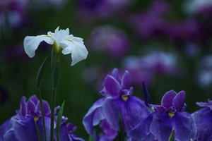 アイリスの花言葉を色別・種類別に解説！「愛」「復讐」など様々？