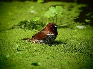 アオウキクサとは？餌にもなる浮草の特徴や増やし方など育て方を解説！