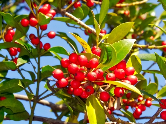 アオハダとは？株立ちが美しい庭木の特徴や利用法・育て方をご紹介！のイメージ