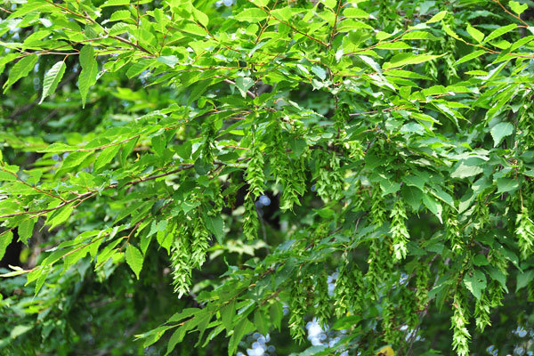 アカシデとは？植木としての特徴や育て方・管理方法をご紹介！のイメージ