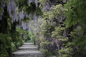 アカスジキンカメムシとは？その生態や害虫としての駆除方法を紹介！