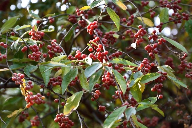 アキグミとは?その特徴や利用方法をご紹介!食べられる?