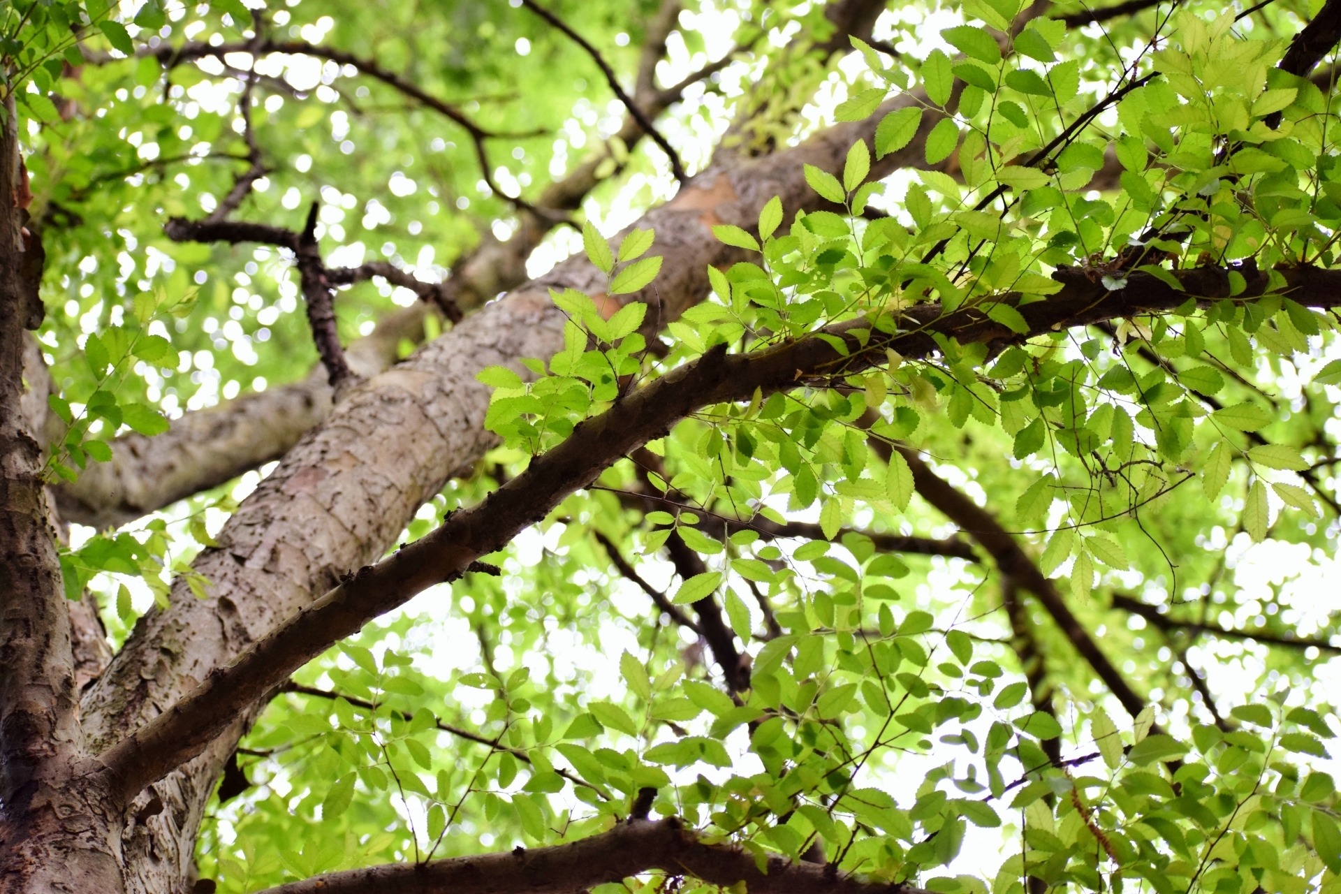 アキニレとは？その特徴や見分け方をご紹介！ハルニレとの違いは？