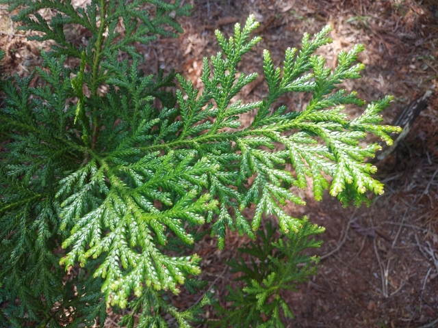 アスナロ(翌檜)とは?庭木としての特徴や育て方をご紹介!
