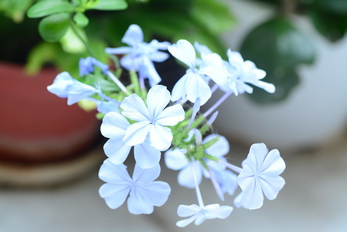 アデニアとはどんな多肉植物?その特徴や育て方・栽培方法をご紹介!