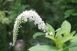 オカトラノオとは？その特徴・開花時期や増やし方などの育て方を解説！