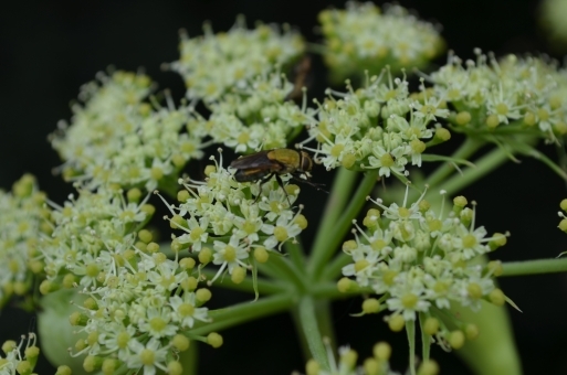 オトコエシとは?特徴や名前の由来をご紹介!オミナエシと違いは?