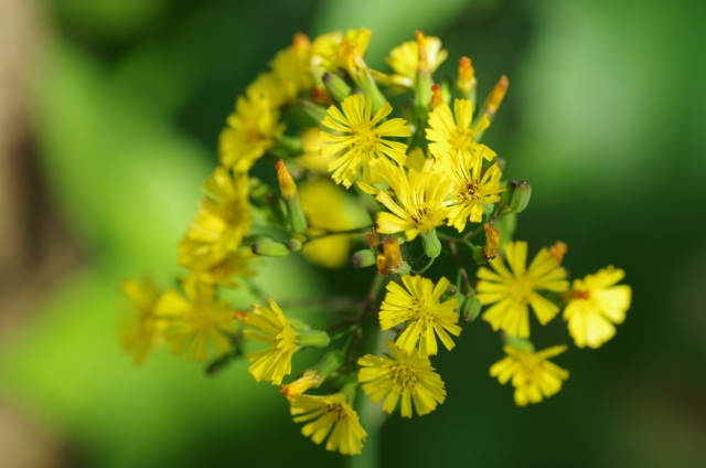 オニタビラコとは？特徴や花言葉をご紹介！ヤブタビラコとの違いは？
