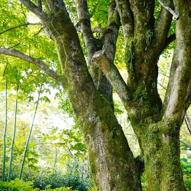 カイガラムシの駆除方法まとめ！樹木・植物別に原因と対策を解説！