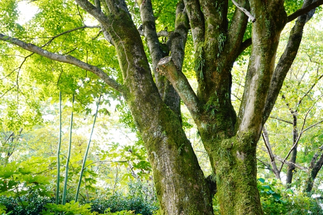 カイガラムシの駆除方法まとめ!樹木・植物別に原因と対策を解説!のイメージ