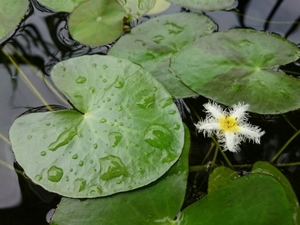 ガガブタとは？水草としての特徴や冬越しの方法などの育て方をご紹介！