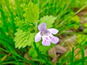 カキドオシとは？薬草としての特徴や効果や煎じ方・食べ方をご紹介！