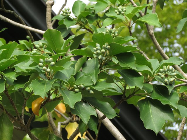 カクレミノとは?庭木としての特徴や剪定方法などの育て方をご紹介!