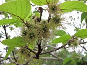 カジノキ（梶の木）とは？特徴や育て方をご紹介！七夕に使われる？