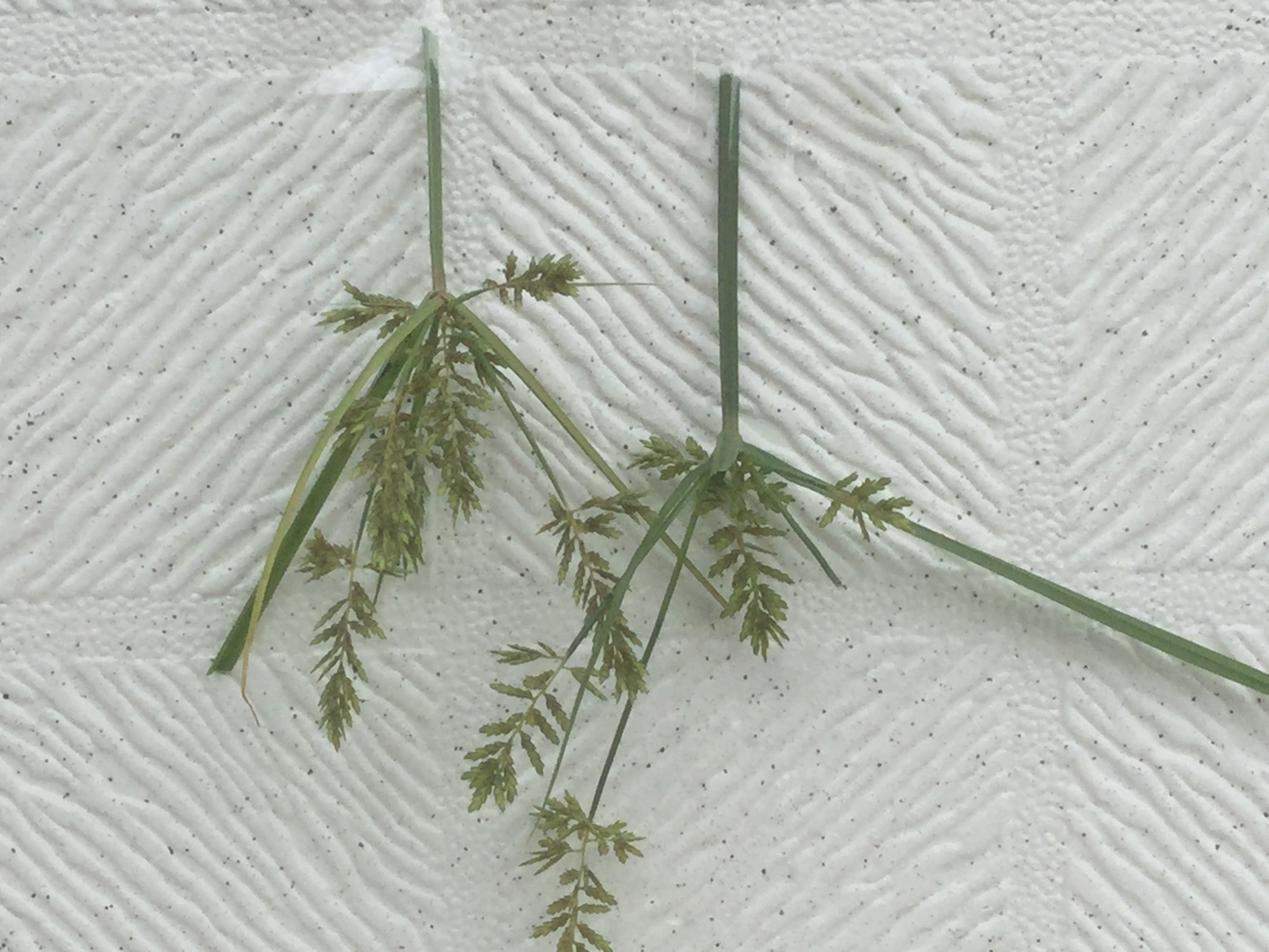 カヤツリグサの特徴と駆除方法！難防除雑草の退治に効果的な方法は？