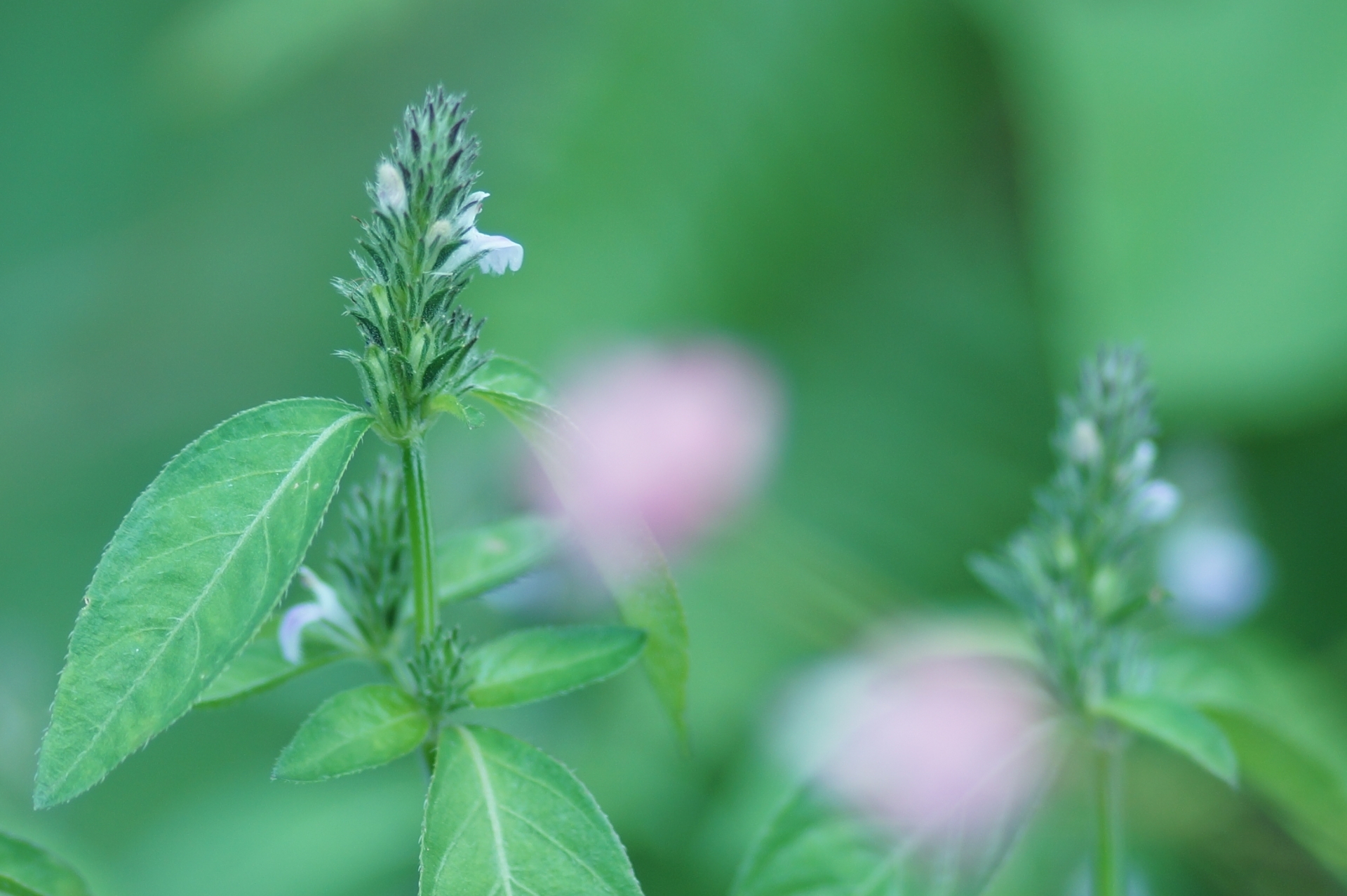 キツネノマゴとは?その特徴や名前の由来・花言葉・薬効などをご紹介!
