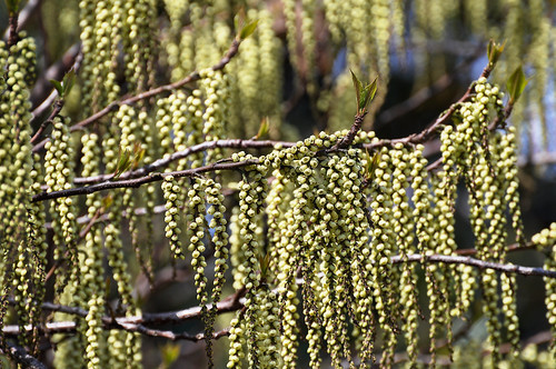 「キブシ」とはどんな植物?特徴や染料としての用途などをご紹介!のイメージ