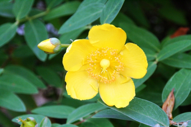 キンシバイ(金糸梅)とは?名前の由来や特徴・育て方をご紹介!