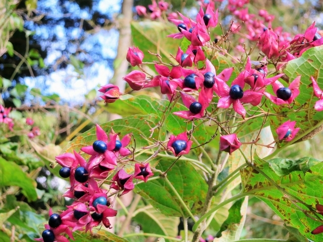 クサギとは?匂いなどの特徴や生息地をご紹介!食用での利用法は?