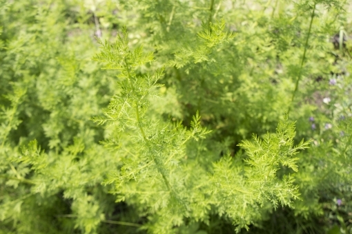 クソニンジンとは?名前の由来は?生薬としての薬用部位や効果を紹介!