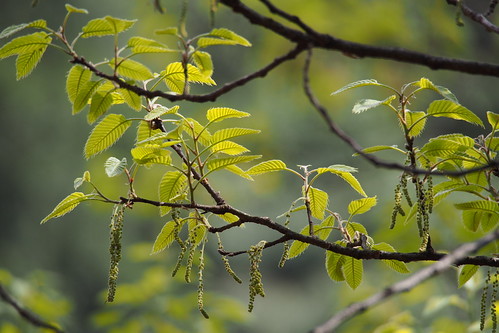 クヌギとは?特徴や利用法を解説!!他の木のどんぐりとの見分け方は?