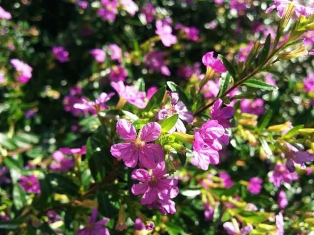 クフェアの育て方!種まきから開花までの栽培管理のコツをご紹介!