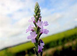 クマツヅラとは?薬草としての特徴や効能と花言葉をご紹介!のイメージ