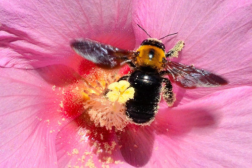 クマバチとは？生態や特徴を紹介！モフモフでおとなしく可愛い蜂？