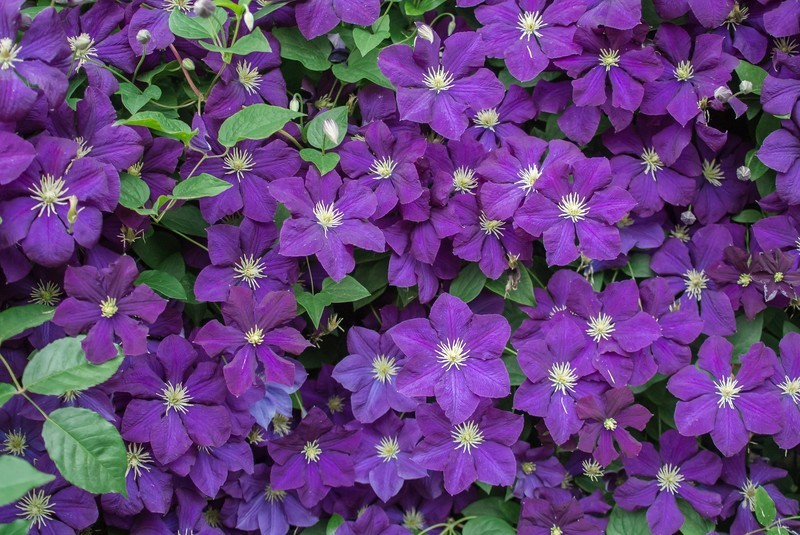クレマチスの花言葉を色別・種類別にご紹介!贈り物へのおすすめは?のイメージ