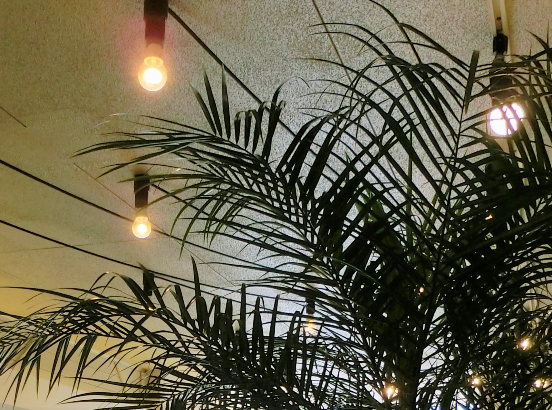 ケンチャヤシとは?どんな観葉植物?その特徴や育て方をご紹介!