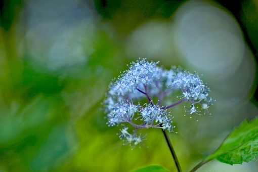 コアジサイとは?その種類や特徴・花言葉をご紹介!のイメージ