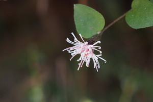 コウヤボウキとは？特徴や花言葉をご紹介！1年枝・2年枝ってなに？